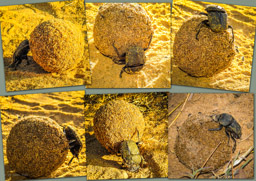 MISTKÄFER Geotrupidae) /Dung beetles
